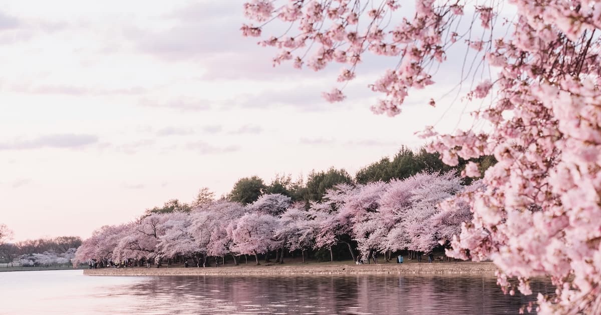Spring RV Events 2026: Cherry Blossoms, Festivals, and RV Gatherings