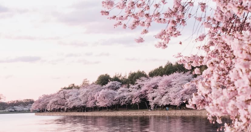 Spring RV Events 2026: Cherry Blossoms, Festivals, and RV Gatherings