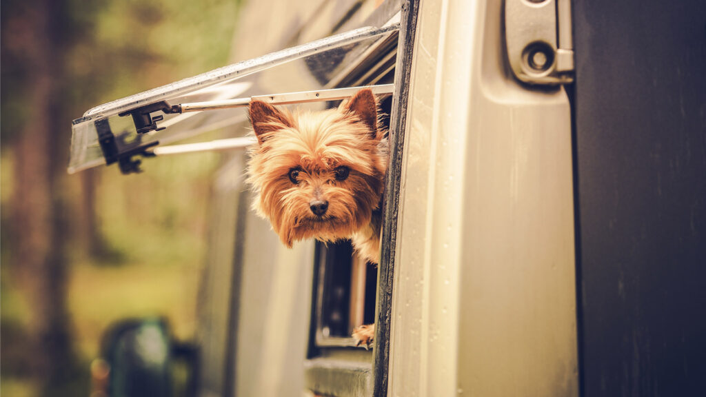 Cute dog with head outside RV window
