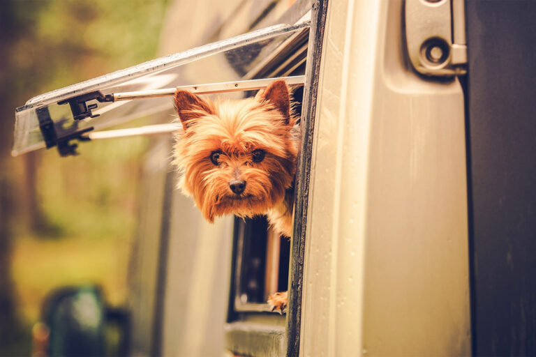 small dog with head out of RV window