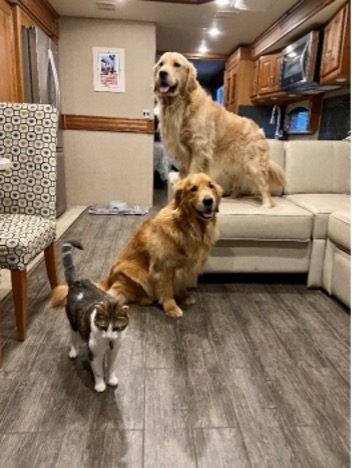 The Murrays cat Holly Hox and two Goldens Gaston and Sven