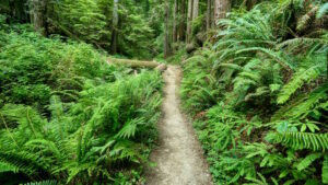 trail pants